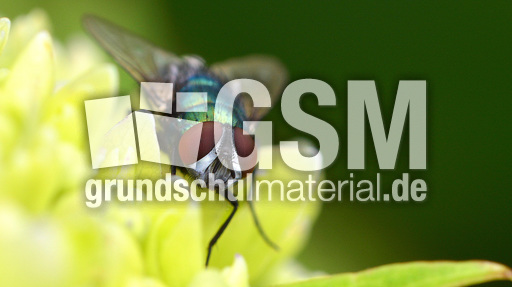 Schmeißfliege (6).jpg